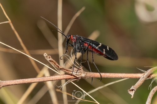 Mourning Scorpionfly photo 4