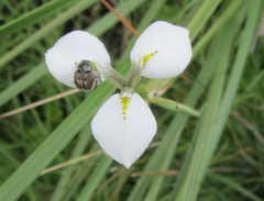 Moraea albicuspa