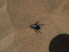 Onymacris unguicularis