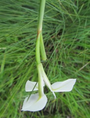 Moraea albicuspa
