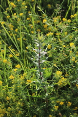 Hieracium robustum