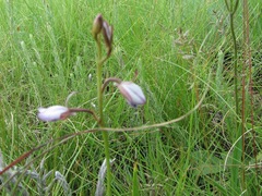 Eulophia zeyheriana