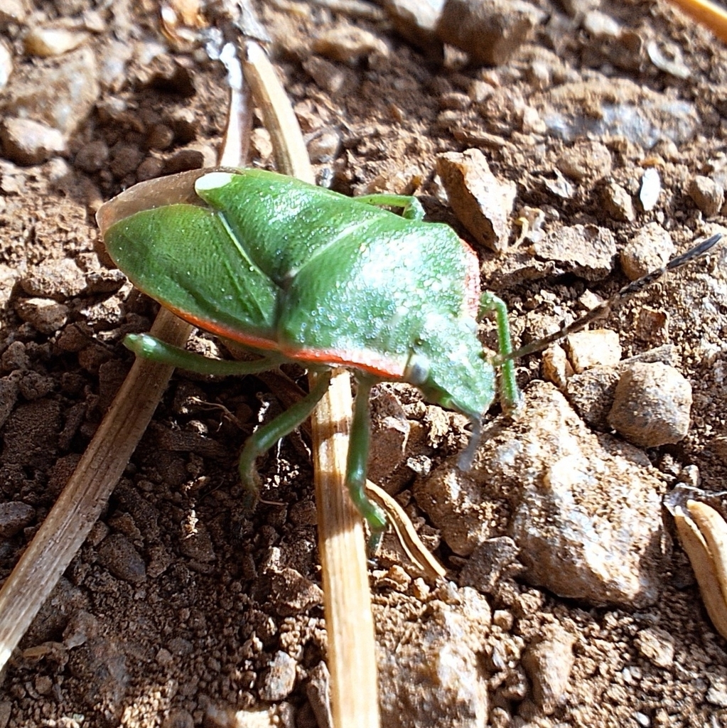 Chlorochroa reuteriana