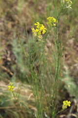 Erysimum canescens