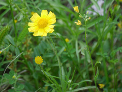 Tetraneuris linearifolia