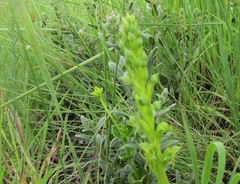 Habenaria lithophila