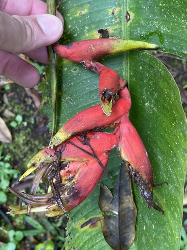 Heliconia flabellata