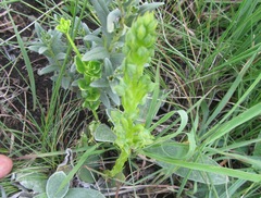 Habenaria lithophila