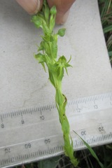 Habenaria lithophila