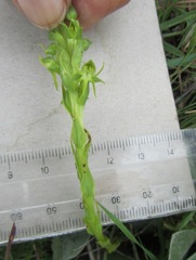 Habenaria lithophila
