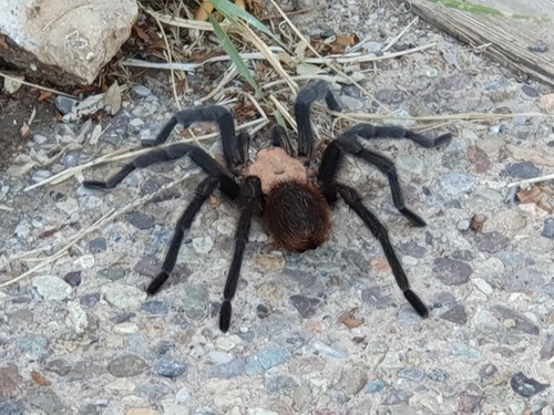 Texas brown tarantula