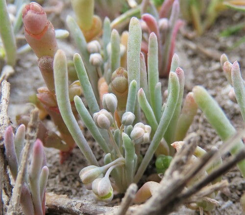 Kewa arenicola (Kewa arenicola)