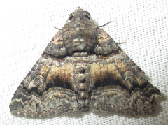 Pericyma atrifusa