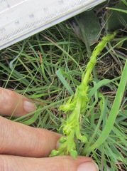 Habenaria lithophila