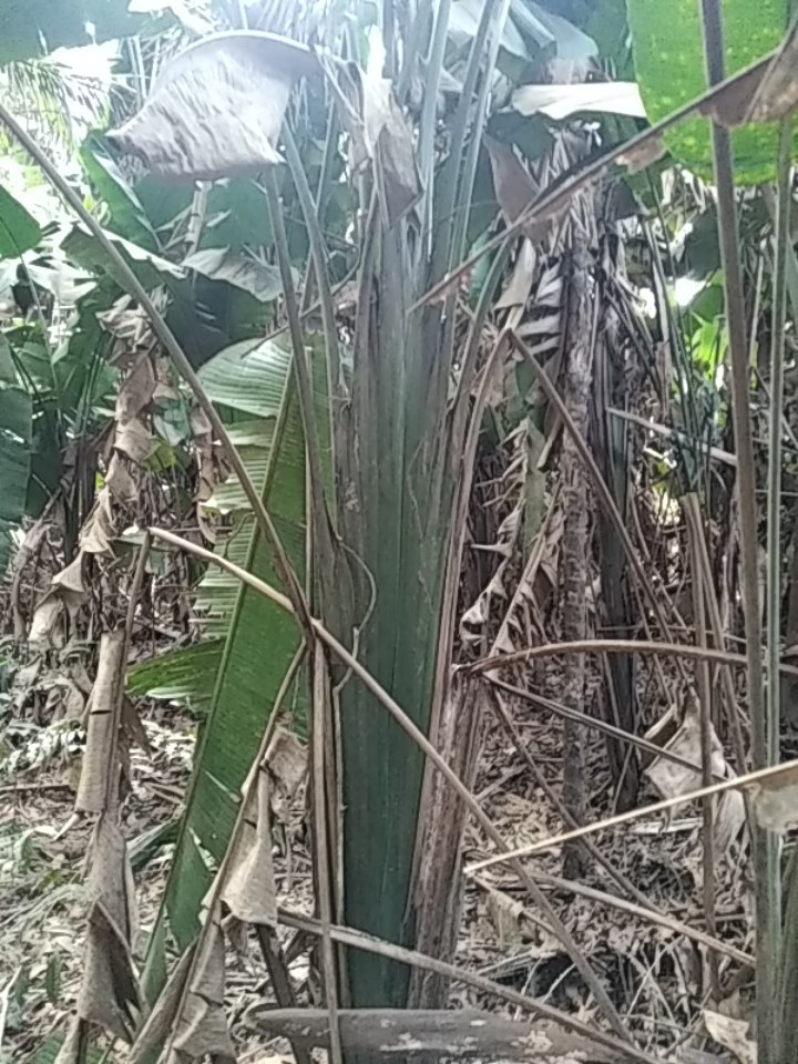 Phenakospermum guyannense