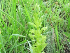 Habenaria lithophila