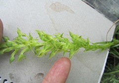 Habenaria lithophila