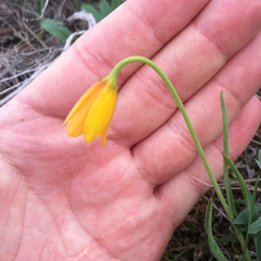 Fritillaria pudica