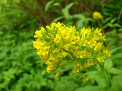 Sisymbrium strictissimum