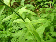 Sisymbrium strictissimum