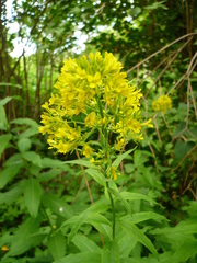 Sisymbrium strictissimum