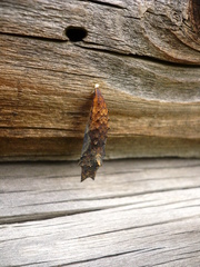 Nymphalini