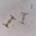 Staurastrum elongatum - Photo (c) Petr Knotek,  זכויות יוצרים חלקיות (CC BY), הועלה על ידי Petr Knotek