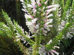Erica perspicua perspicua