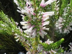 Erica perspicua perspicua