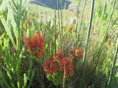 Erica perspicua perspicua
