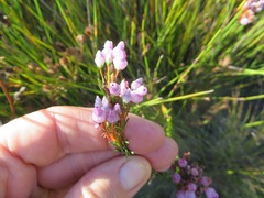Erica obliqua