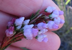 Erica obliqua