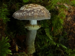 Cortinarius meleagris