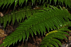 Cyclopeltis semicordata image