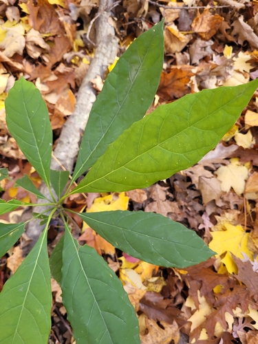 Persea americana