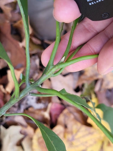 Persea americana