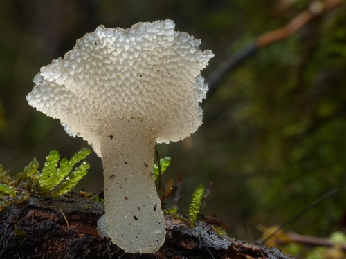 Toothed Jelly Fungus