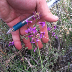 Boechera divaricarpa