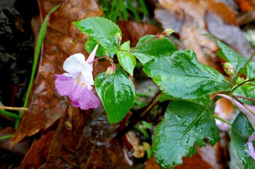 Impatiens balfourii