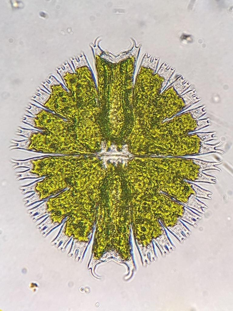 Micrasterias compereana