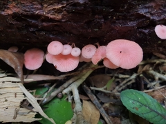 Mycena roseilignicola