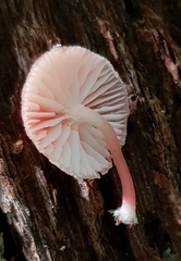 Mycena roseilignicola
