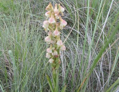 Disa tysonii