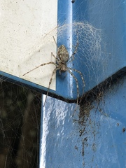 Nephilingis borbonica