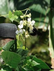 Xylocopa nasalis