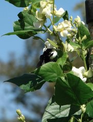 Xylocopa nasalis