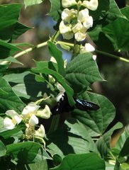 Xylocopa nasalis