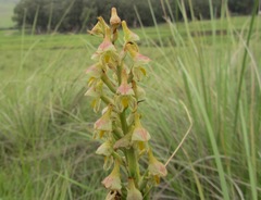 Disa tysonii