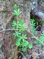 Galium asprellum