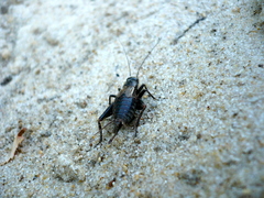 Modicogryllus frontalis